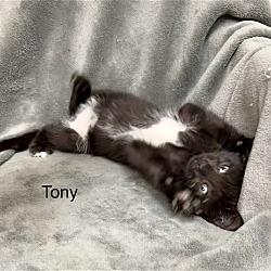 Thumbnail photo of Tony #2