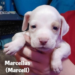 Thumbnail photo of Marcellus #4