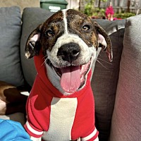 adopt a pet