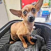 adopt a pet