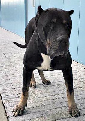 Norwood Ga Cane Corso Meet Buck A Pet For Adoption