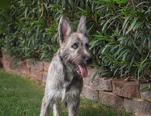 Apache Junction Az Irish Wolfhound Meet Valkyrie A Pet For Adoption