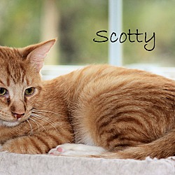 Thumbnail photo of Scotty #2