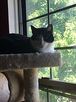 Adopt A Pet Petsmart Charities