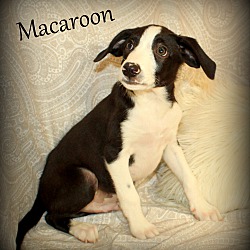 Thumbnail photo of Macaroon ~ meet me! #3