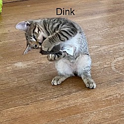 Thumbnail photo of Dink (Baby Boy) #4