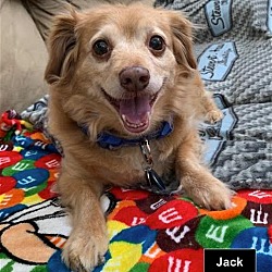 Thumbnail photo of Jack (& Buddy bonded pair) #3