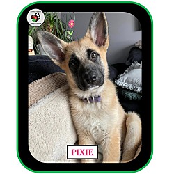 Thumbnail photo of Pixie - ADOPTION PENDING! #2