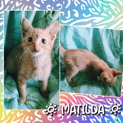 Thumbnail photo of Matilda #2