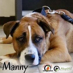 Thumbnail photo of MANNY - Paws Behind Bars Trained #2