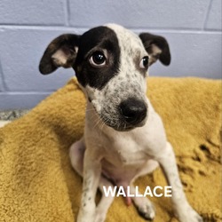 Thumbnail photo of Wallace #3