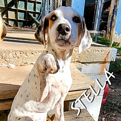 Thumbnail photo of Stella #2