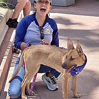 adopt a pet