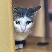 adopt a pet