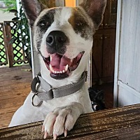 adopt a pet