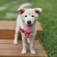 adopt-pet