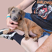 adopt a pet