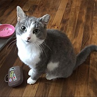 adopt a pet