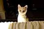 ARABELLA - Domestic Shorthair available for adoption
