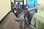 EMMIE - German Shepherd Dog / Husky available for adoption
