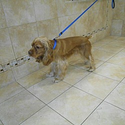 Thumbnail photo of Copper - Adopted! #3