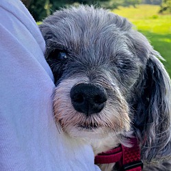 Photo of Domino: adoption pending!