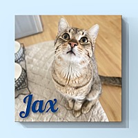 Photo of Jax (kitten)