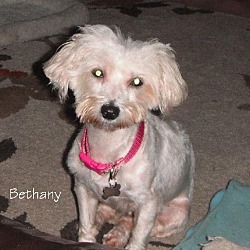 Photo of Bethany (TN)
