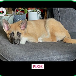 Thumbnail photo of Pixie - ADOPTION PENDING! #3