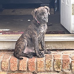 Photo of Charlie 2