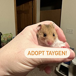 Photo of Taygen