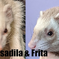 Photo of Frita & Quesadilla