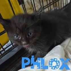 Photo of Phlox