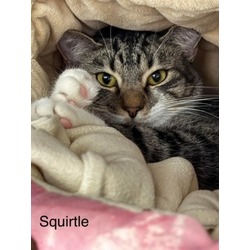 Photo of Squirtle (approved adoption)