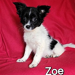 Photo of Zoe