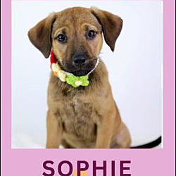 Thumbnail photo of SOPHIE #2