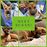 adopt a pet