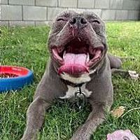 adopt a pet