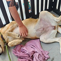adopt a pet