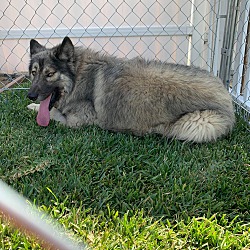 Thumbnail photo of Kodiak *FERAL Dog Needs Foster #3