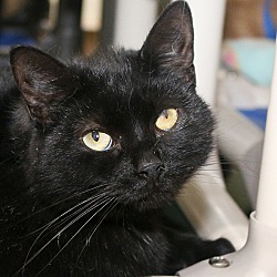 biggest labrador breed