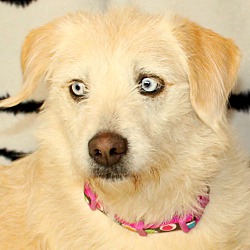 Thumbnail photo of Lady~adopted! #1