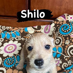 Thumbnail photo of Shilo #2