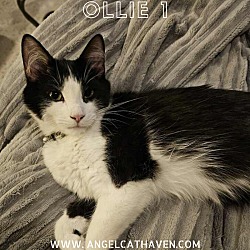 Photo of Ollie 1