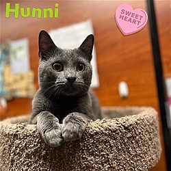 Thumbnail photo of Hunni- sweet and affectionate #2
