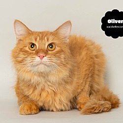 Thumbnail photo of OLIVER (Gentle and Reserved) #1