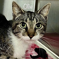 Thumbnail photo of Ollie - $30 Adoption Fee and FREE Gift Bag #2