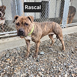Thumbnail photo of Rascal #3