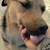 adopt a pet
