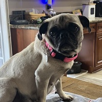 adopt-pet